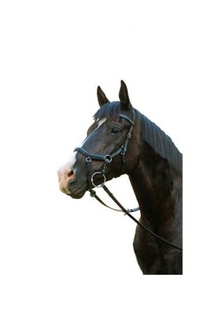 McAllister Competition Bridle Cob Brown-0