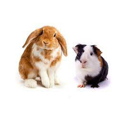 Rabbit & Guinea Pig Products
